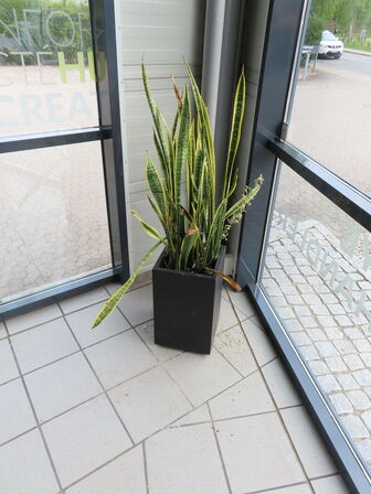 6 stk. Stueplanter