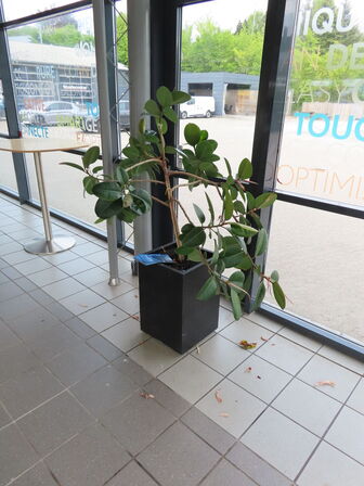 6 stk. Stueplanter