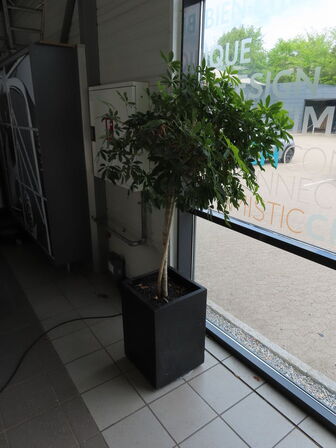 6 stk. Stueplanter