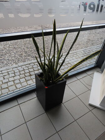 6 stk. Stueplanter