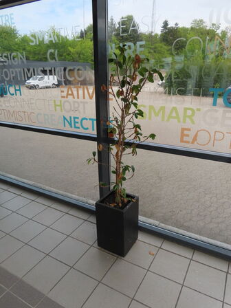 6 stk. Stueplanter
