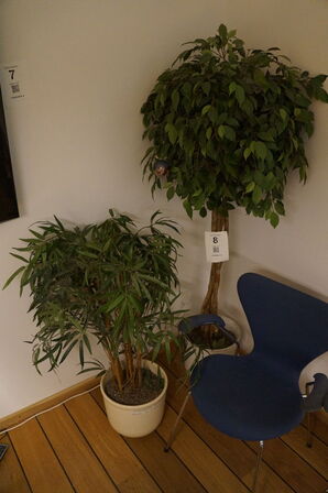 2 stk. stueplanter