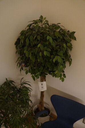 2 stk. stueplanter