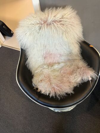 2 stk. drejebare lænestole, hvid ramme m. sort kunstlæder og sofabord