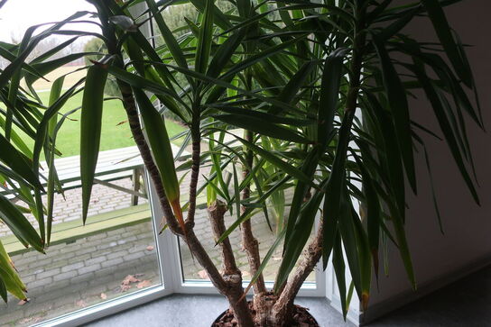 Plante i krukke