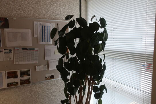 Plante i krukke