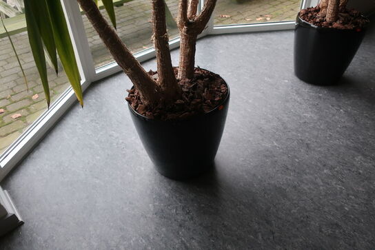 Plante i krukke