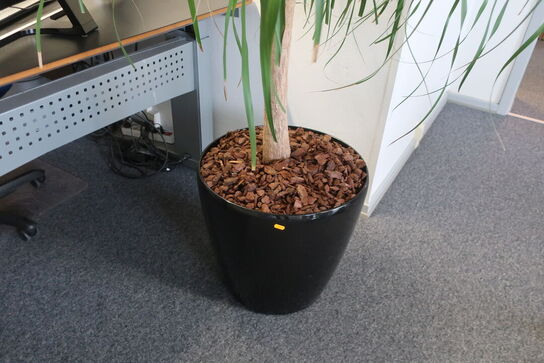 Plante i krukke
