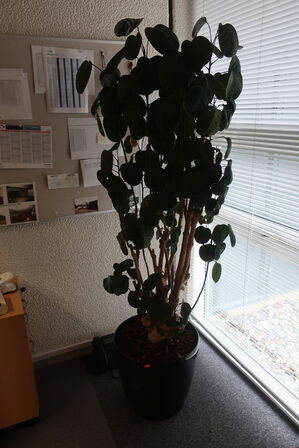 Plante i krukke