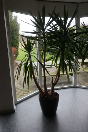 Plante i krukke