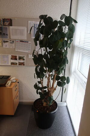 Plante i krukke