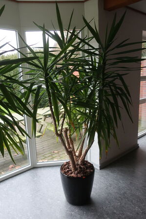Plante i krukke