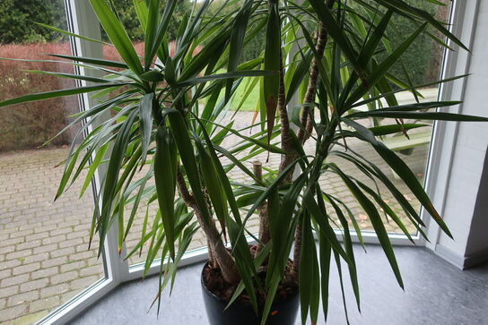 Plante i krukke
