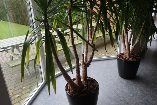Plante i krukke