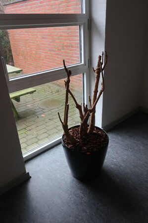 Plante i krukke