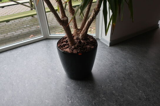 Plante i krukke