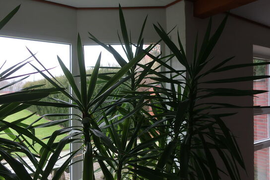 Plante i krukke