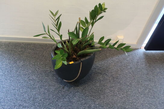 Plante i krukke