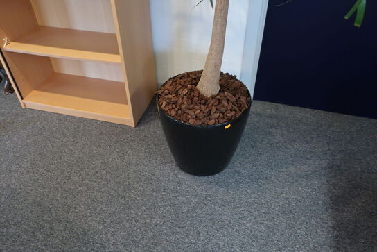 Plante i krukke