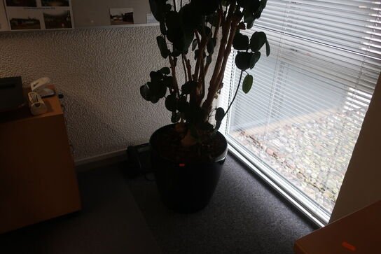 Plante i krukke