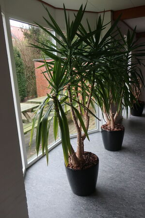 Plante i krukke