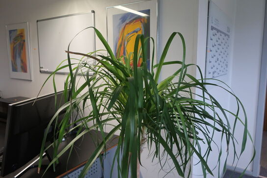 Plante i krukke