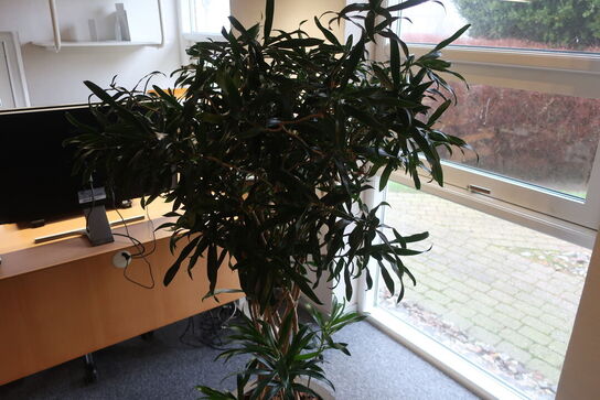 Plante i krukke