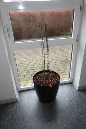 Plante i krukke