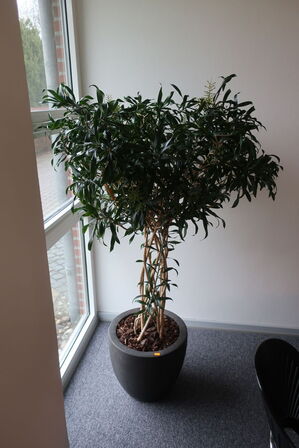 Plante i krukke