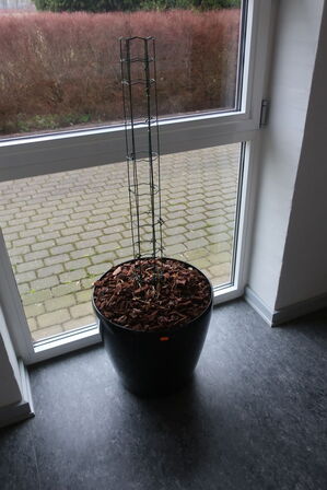 Plante i krukke