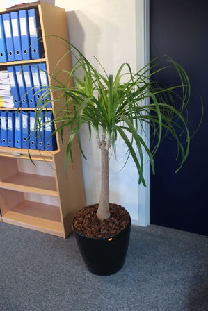 Plante i krukke