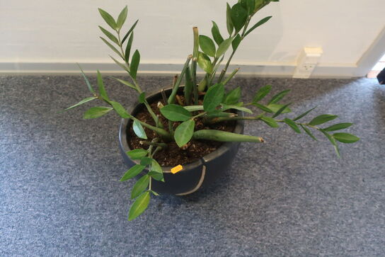 Plante i krukke