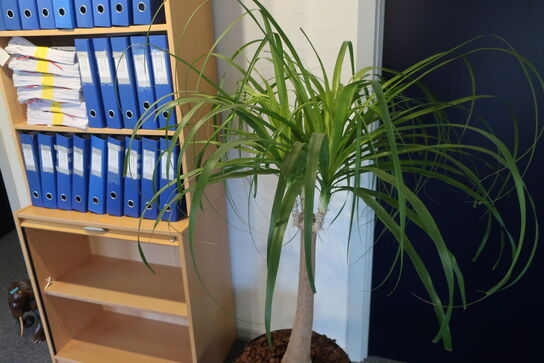 Plante i krukke