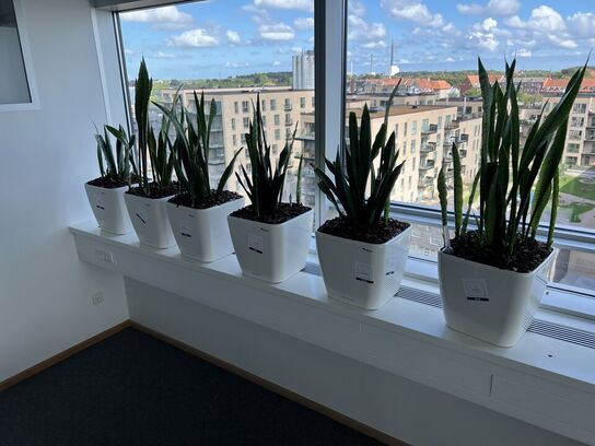 6 planter i krukker