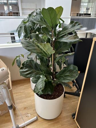 2 planter i krukker