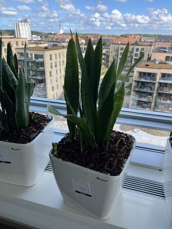 4 planter i krukker
