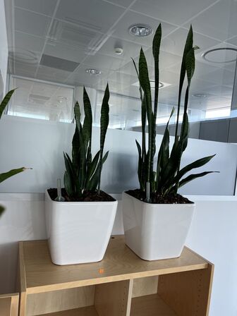 2 planter i krukker