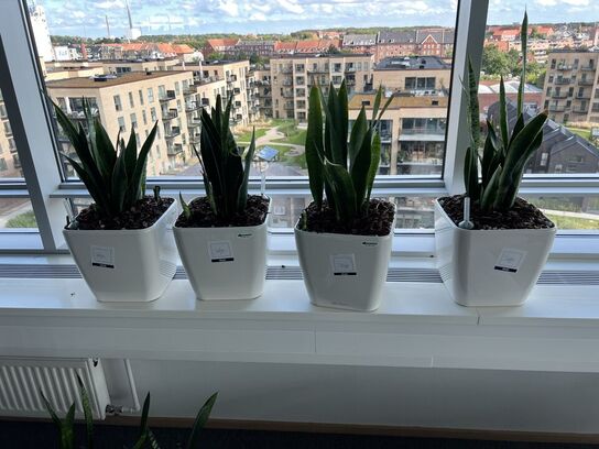 4 planter i krukker