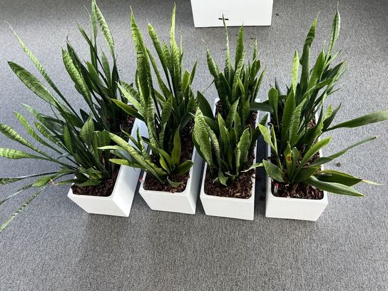 4 planter i krukker