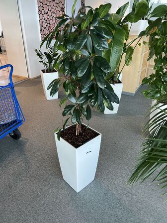 Plante i krukke