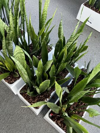 4 planter i krukker