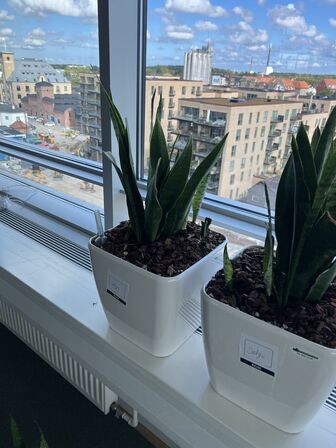 4 planter i krukker