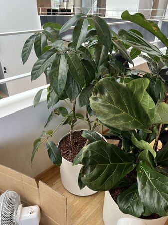 2 planter i krukker