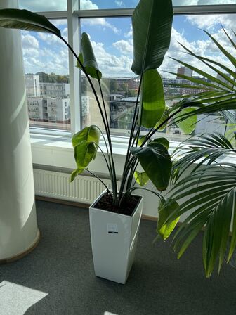 Plante i krukke