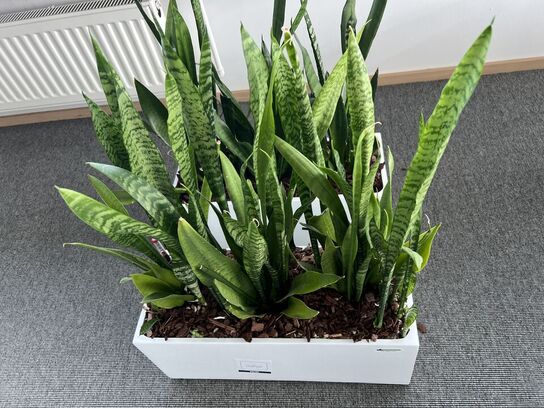 2 planter i krukker