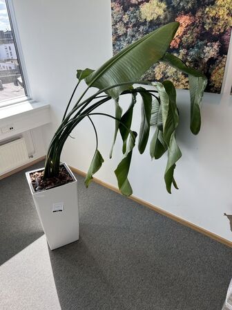 Plante i krukke