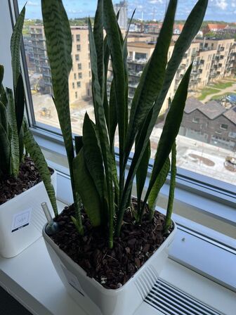 6 planter i krukker