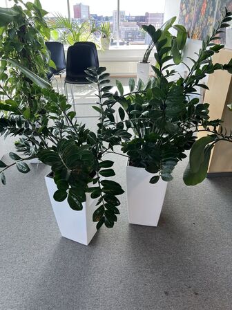 2 planter i krukker