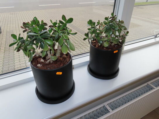 2 stk planter i potter