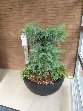 Plante i krukke ø100 cm.